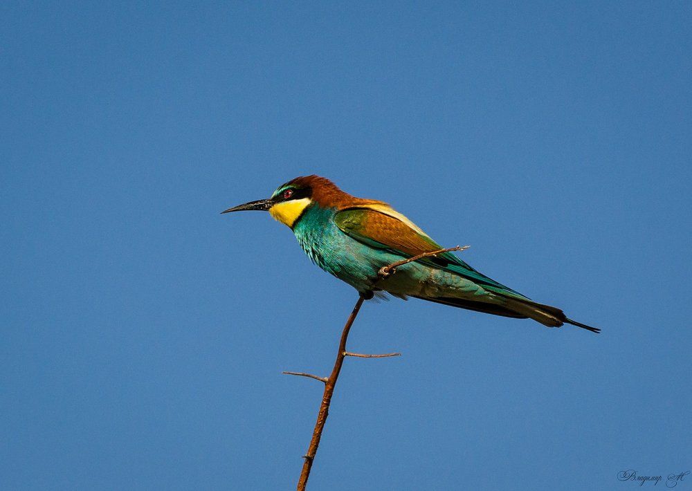 Золотистая щурка.