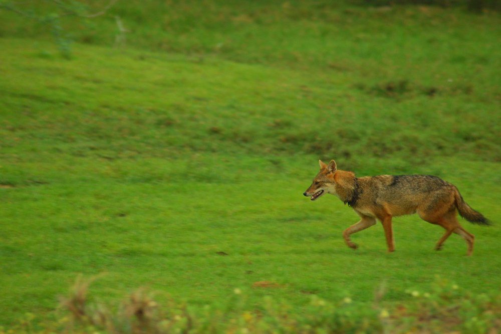The Indian jackal