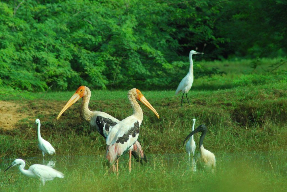 Painted storks