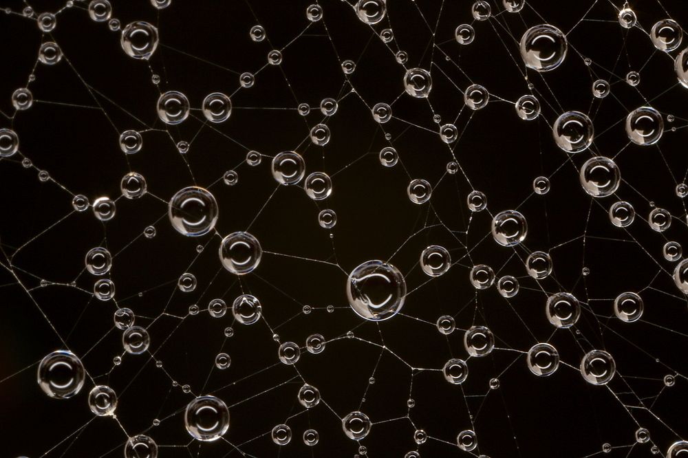 Пойманная роса