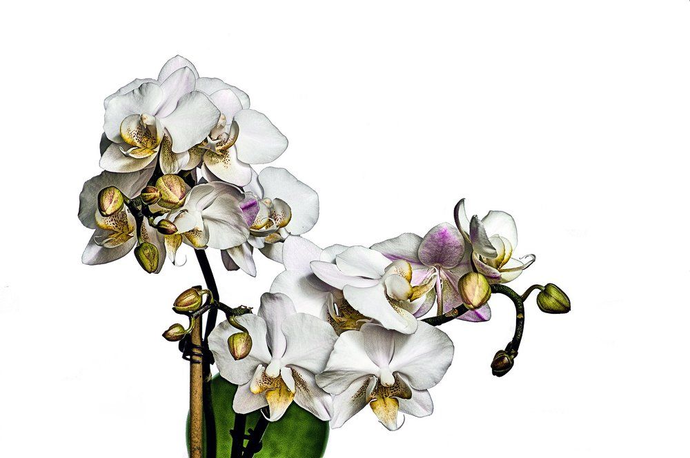 Orchid1