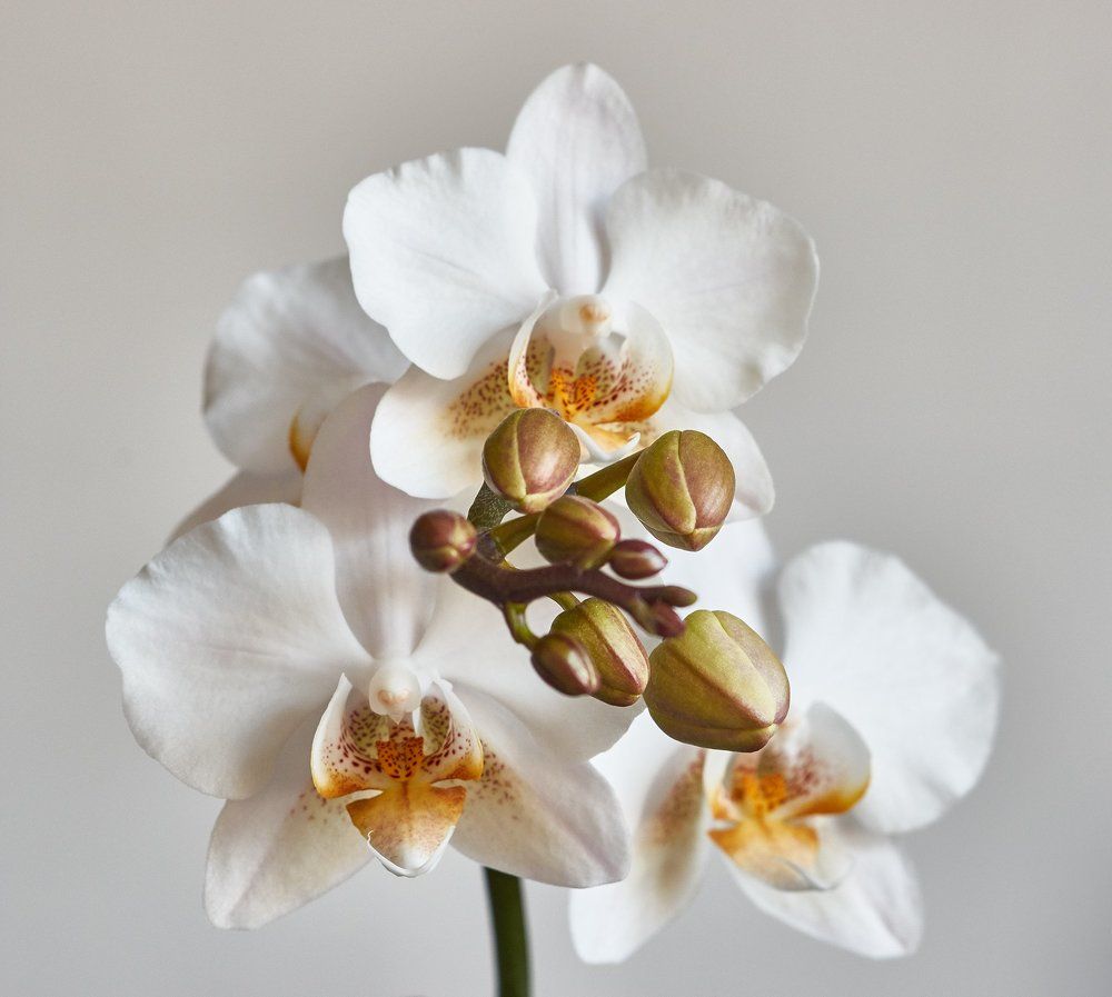 Orchid 3