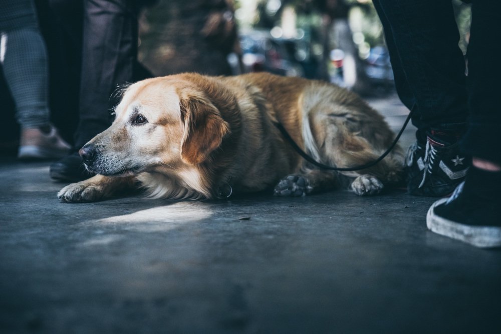 Man's best friend