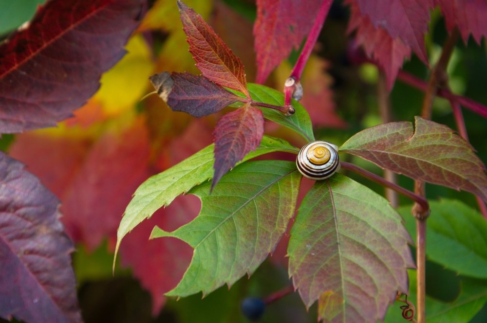 Яркая осень...и улитка