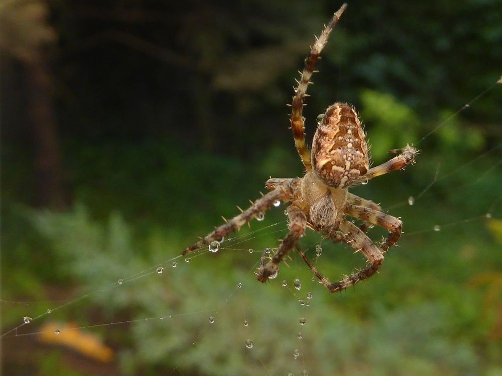 Крестоносец .