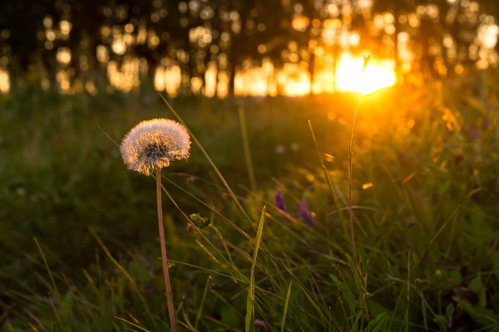 Одуванчик и закат