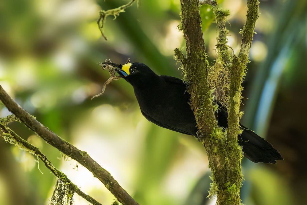 long-tailed paradigalla