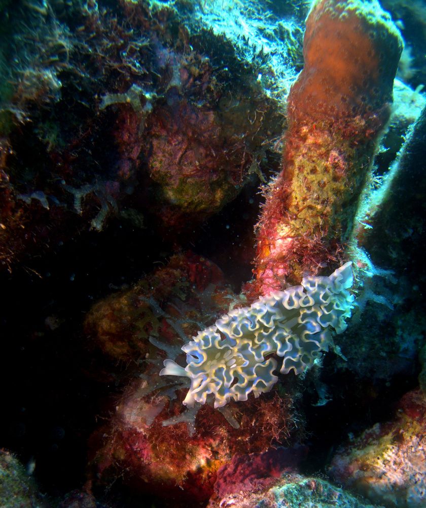 Vibrant Lettuce slug