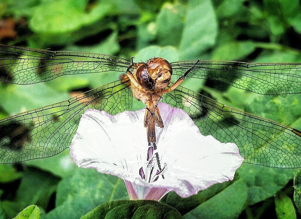 Попрыгунья стрекоза лето красное пропела...