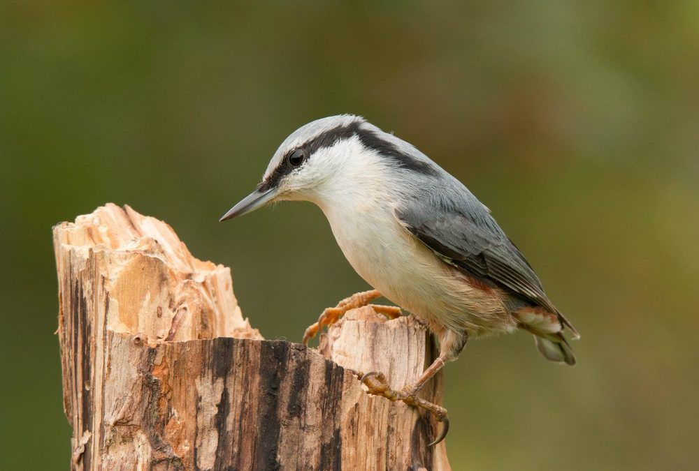 Любопытный