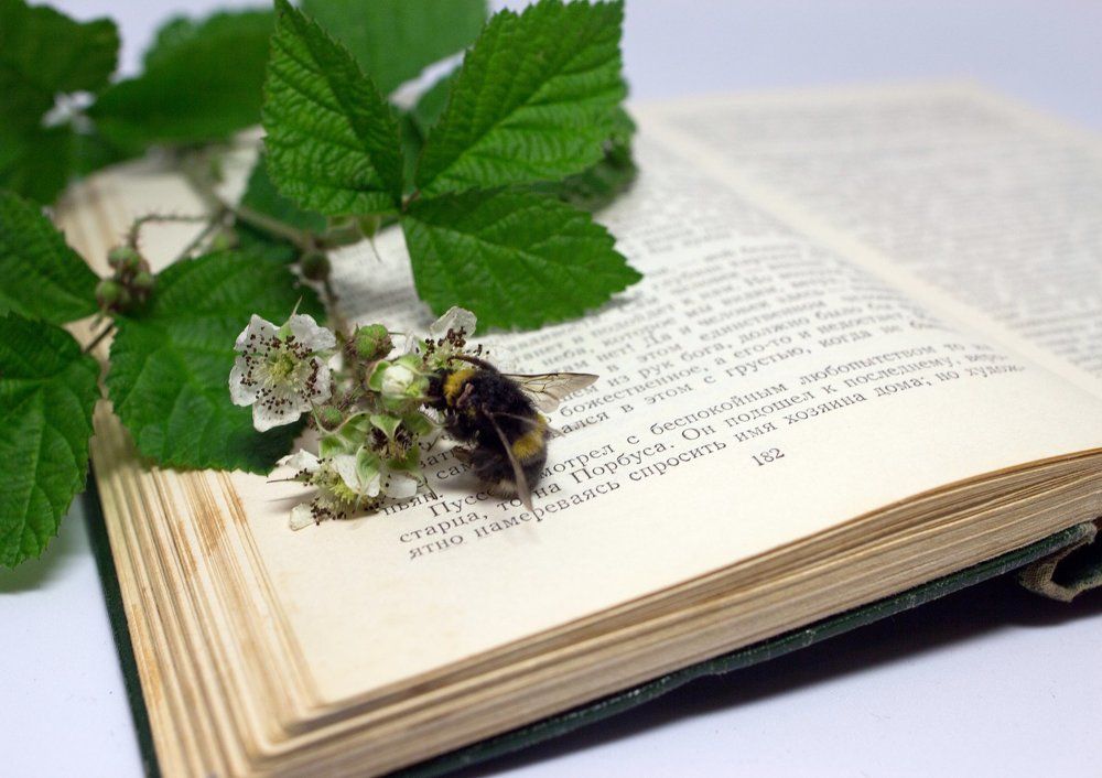 Шмель. Книга. Лето.