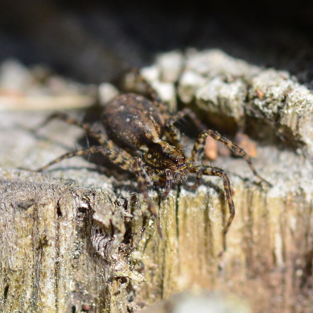 В поисках добычи