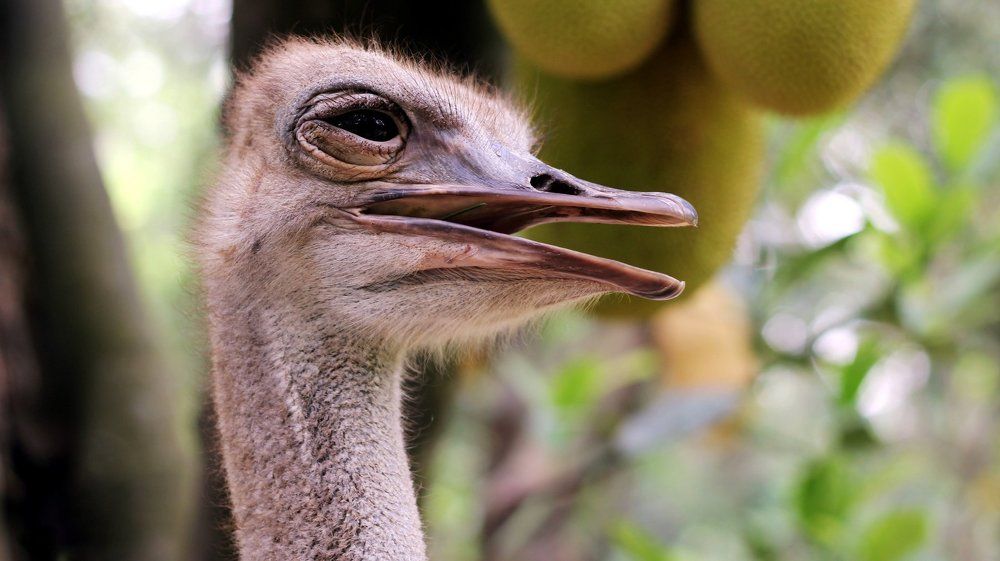 smiling ostrich