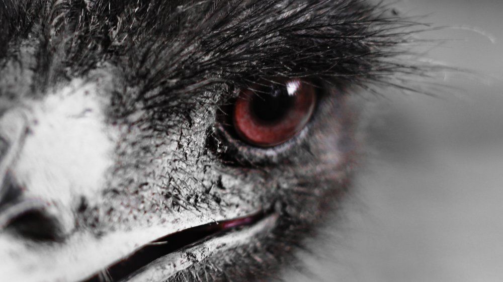 angry ostrich