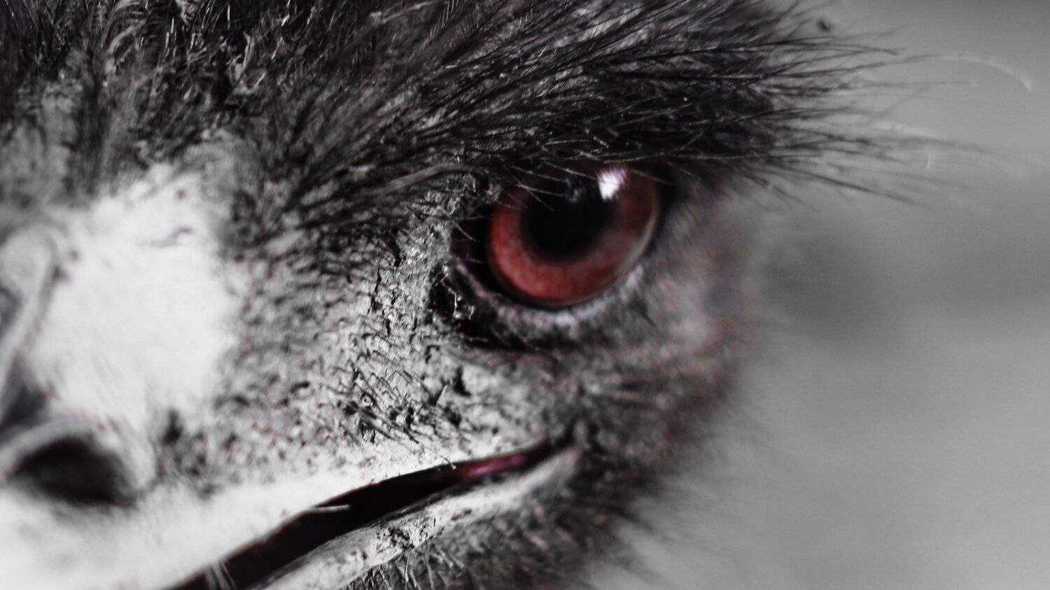 angry ostrich