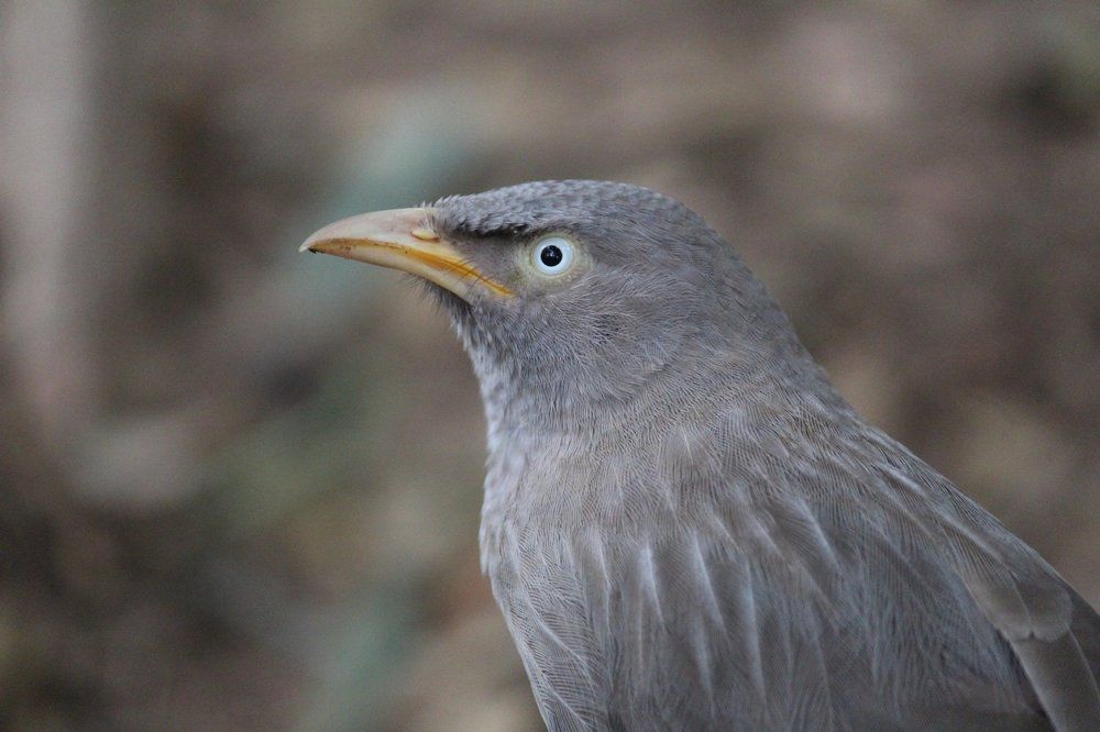 Angry babbler