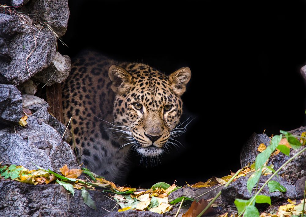 Дальневосточный леопард