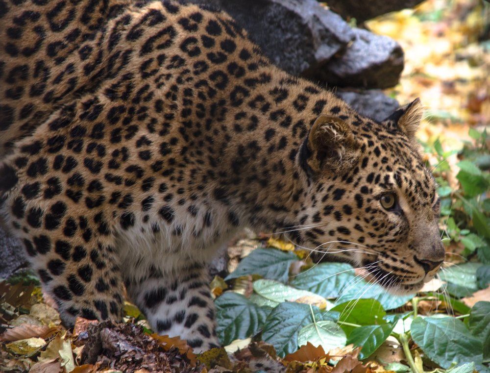 Дальневосточный леопард