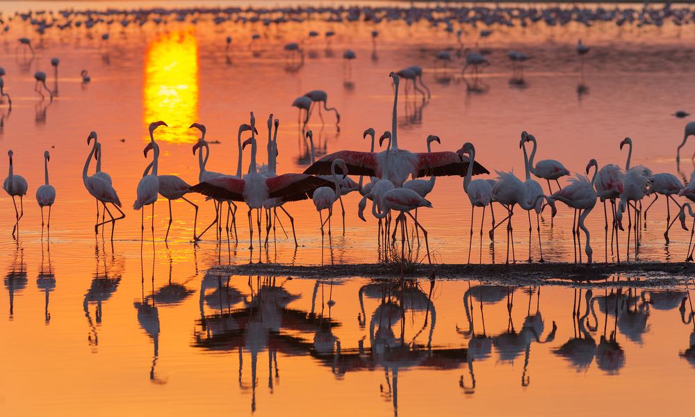 Закат фламинго
