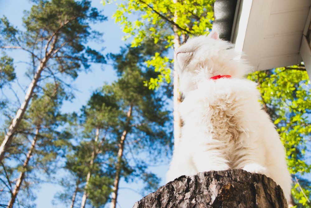 Photograph by Анастасия Хазова