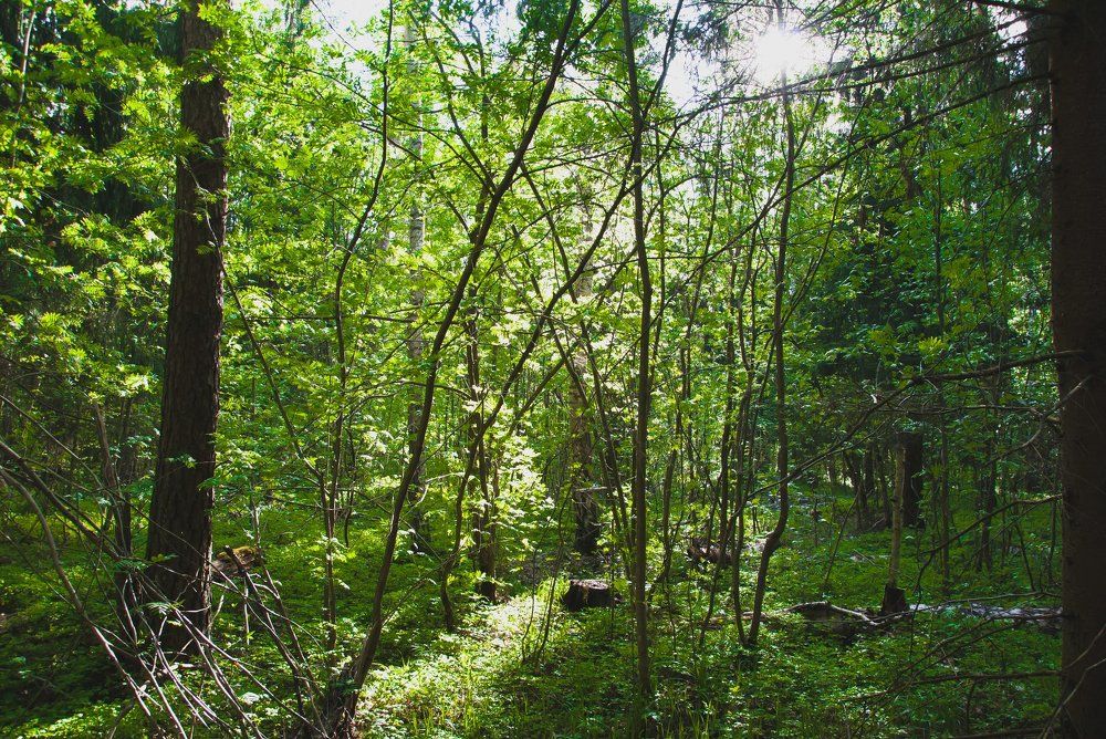 Photograph by Анастасия Хазова