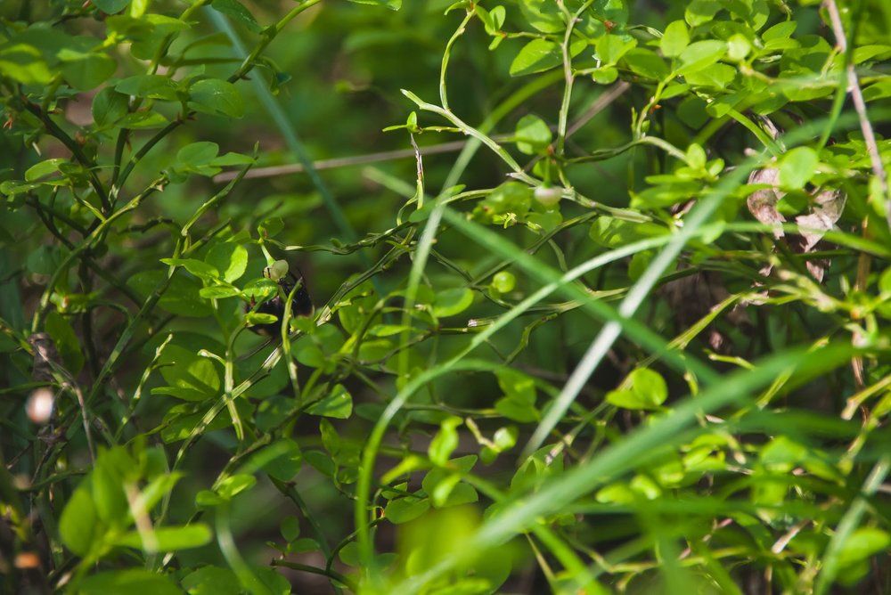 Photograph by Анастасия Хазова