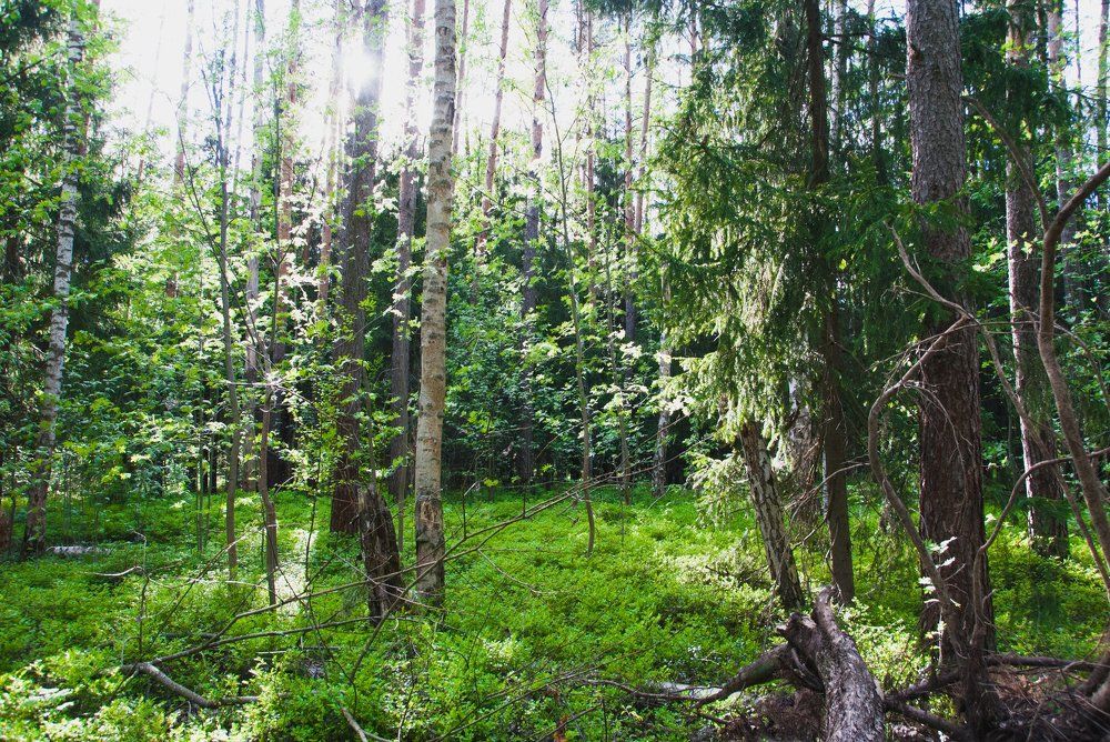 Photograph by Анастасия Хазова