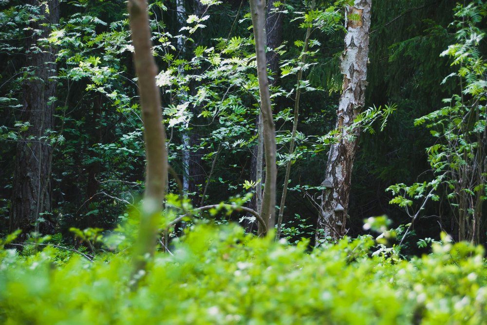 Photograph by Анастасия Хазова