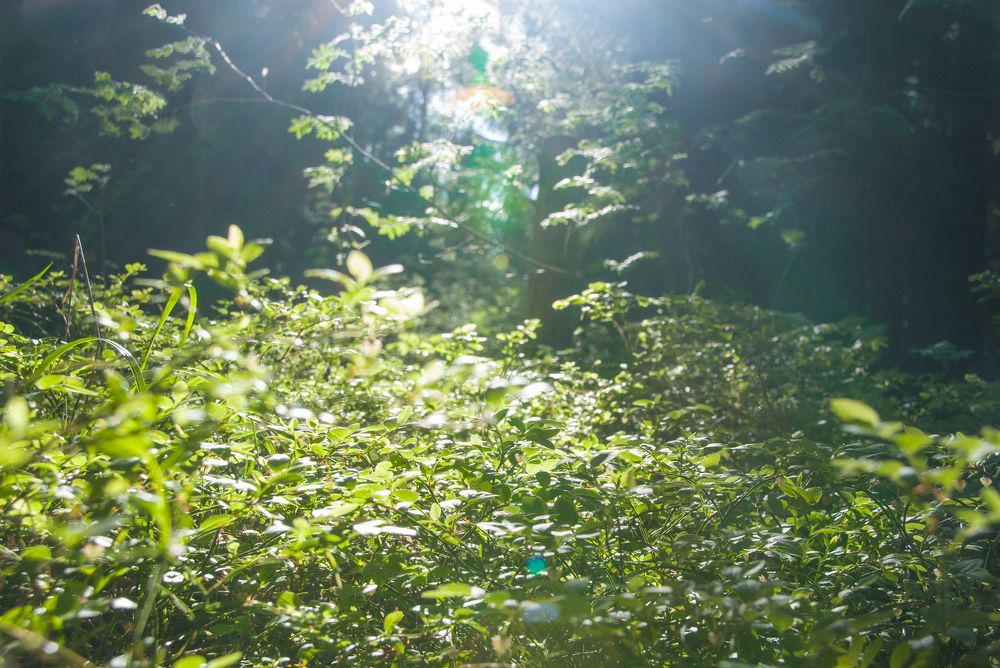 Photograph by Анастасия Хазова