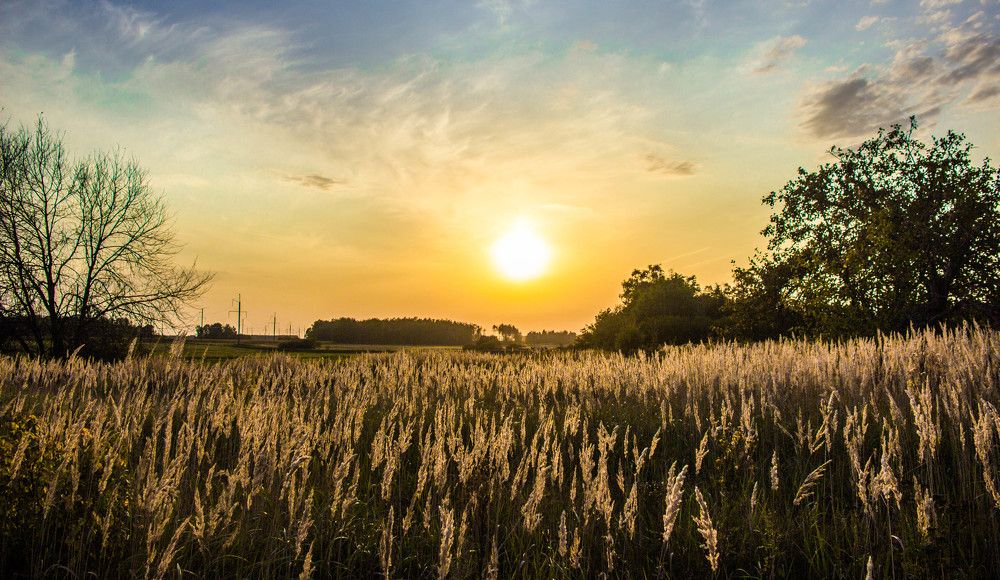 деревенская природа