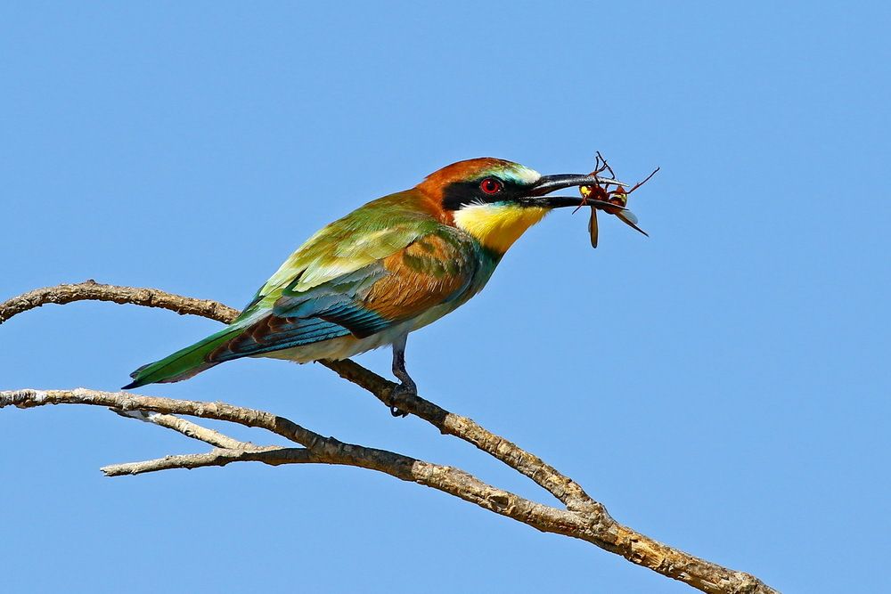 Bee-eater