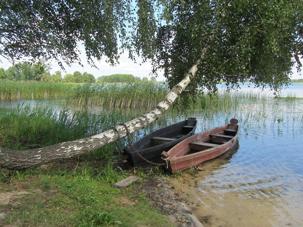 У  "плакучей" березы