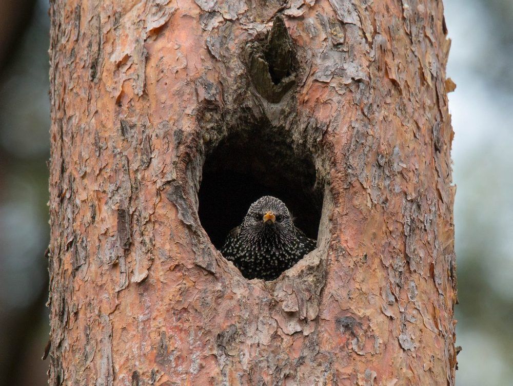 Квартирант