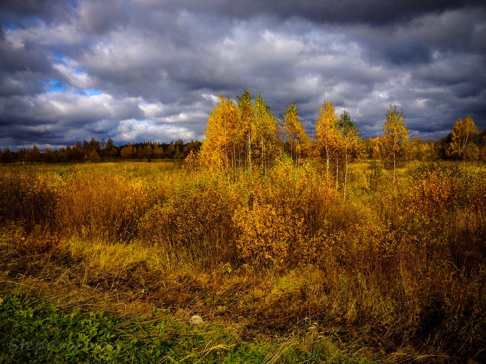 Золотое поле