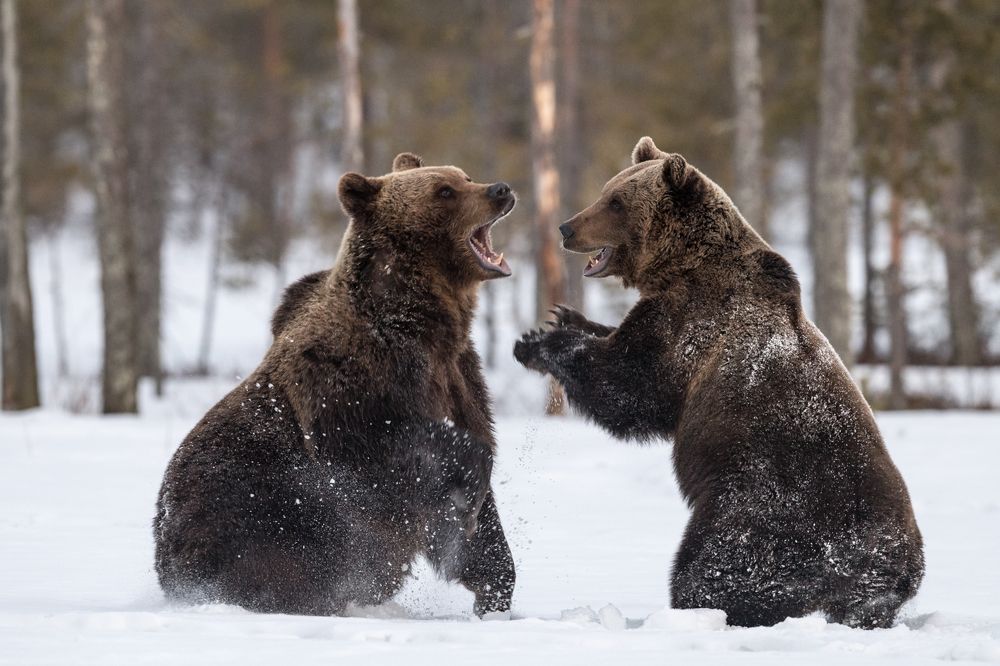 Brown Bears fighting