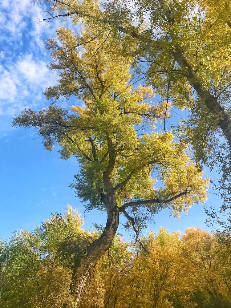 Осень- ввысь