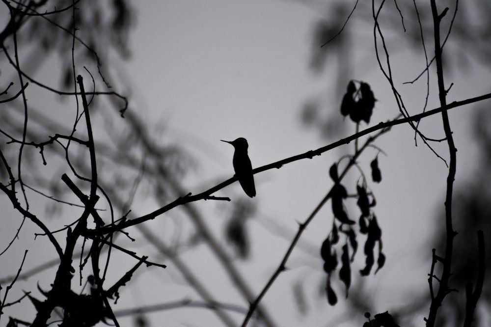 Little Silhouette