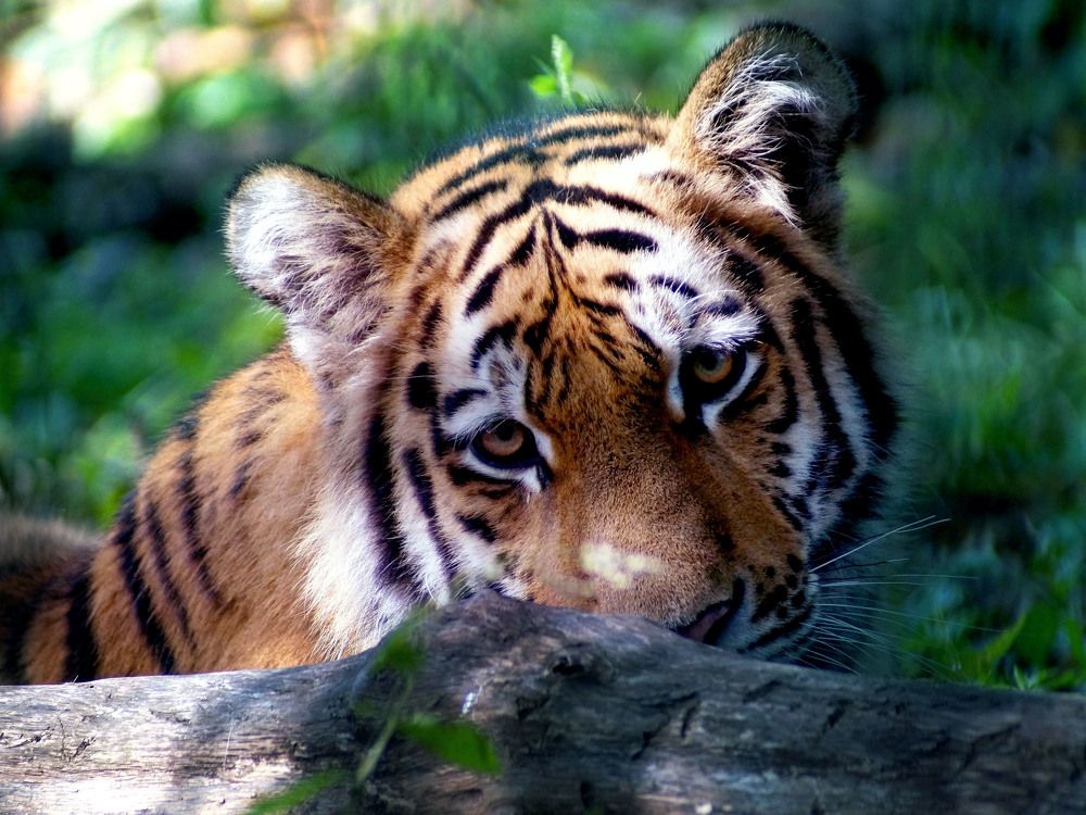 Где же Эмма?