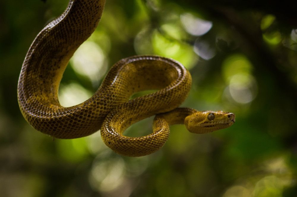 Quizá parezca una liana.