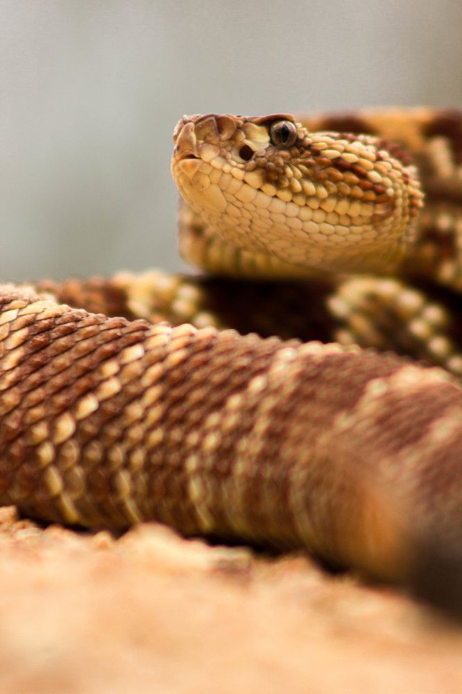 Two fangs, one rattle