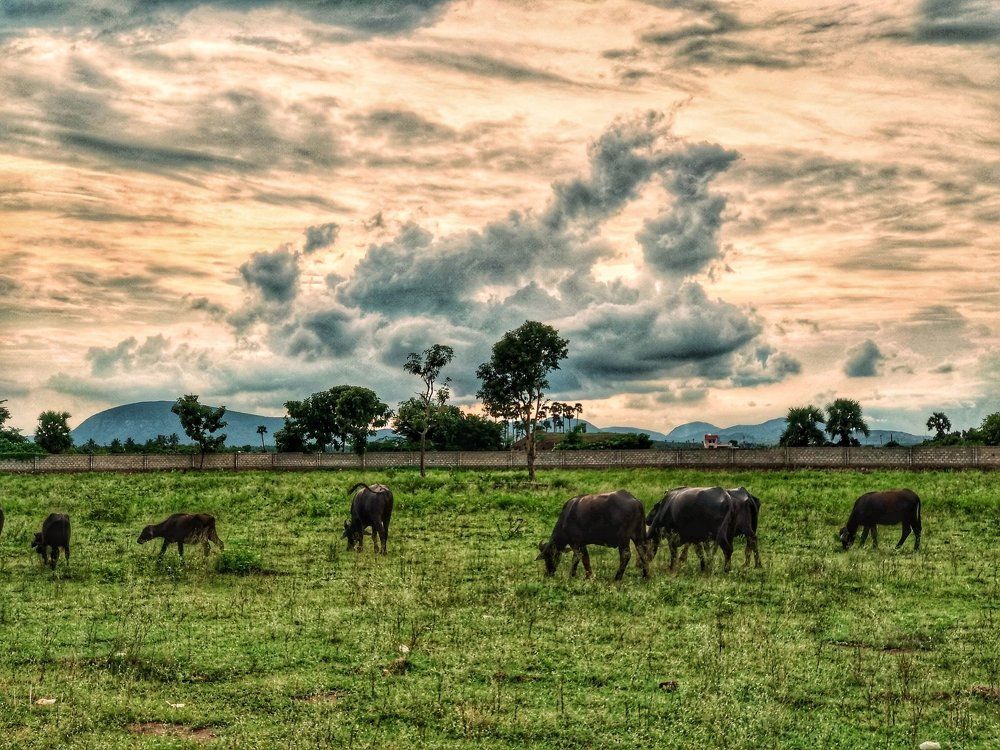 Rural evening scenery