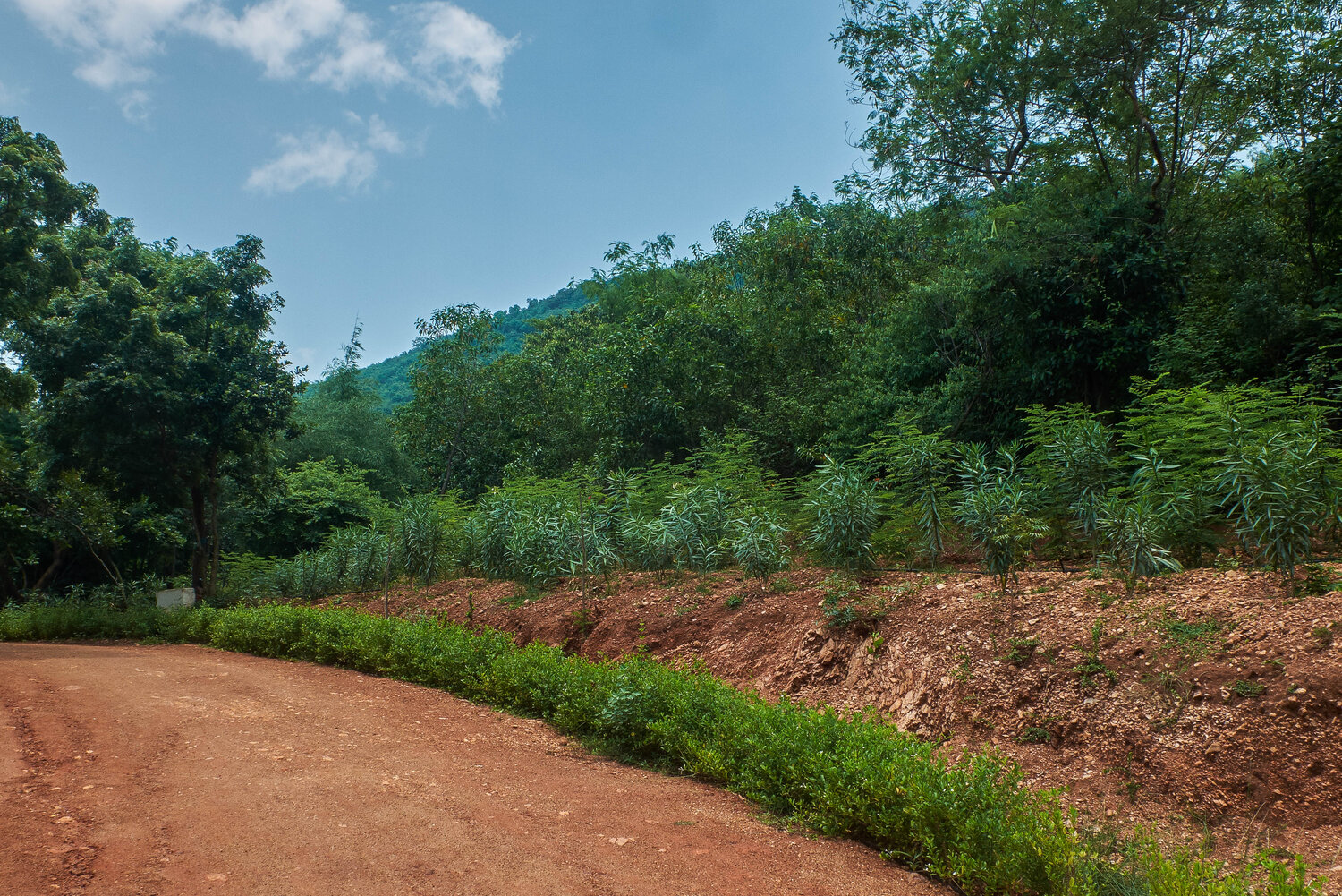 Forest landscape from India