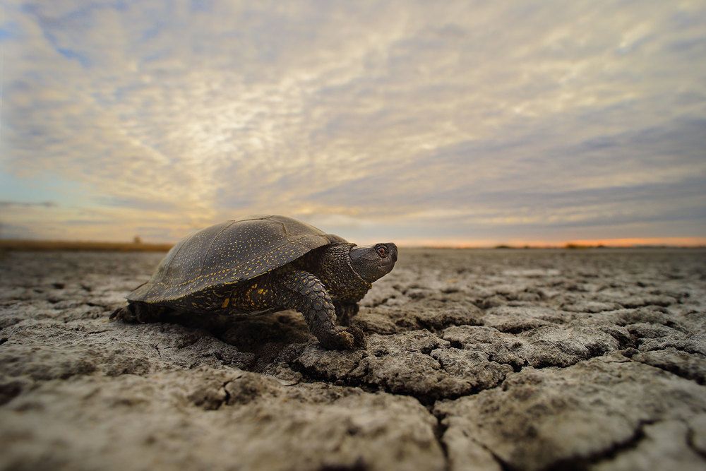 когда дом ... высох
