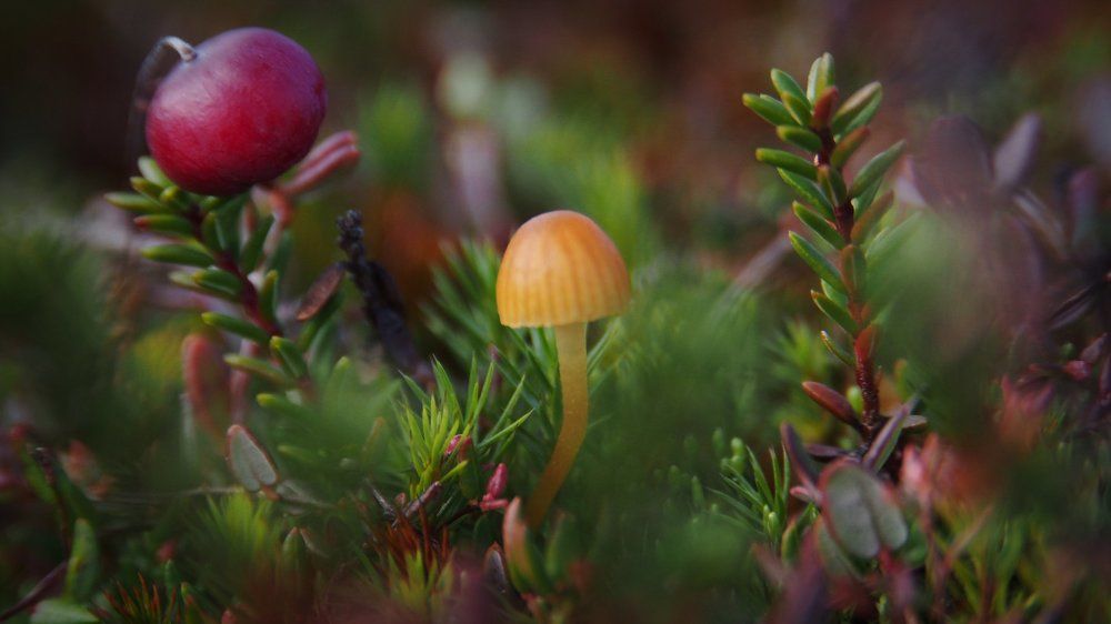 Мир северных болот