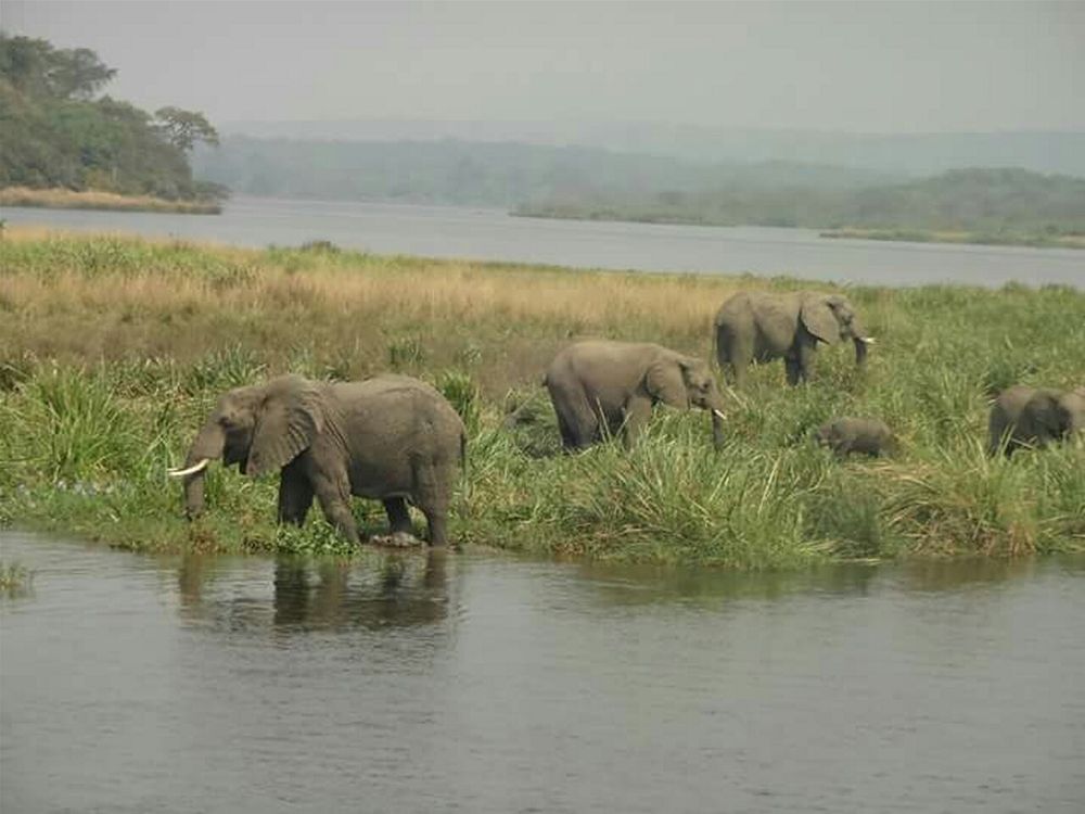 Pakuba Safari Uganda