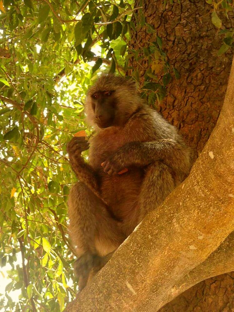 Pakuba Safari Uganda