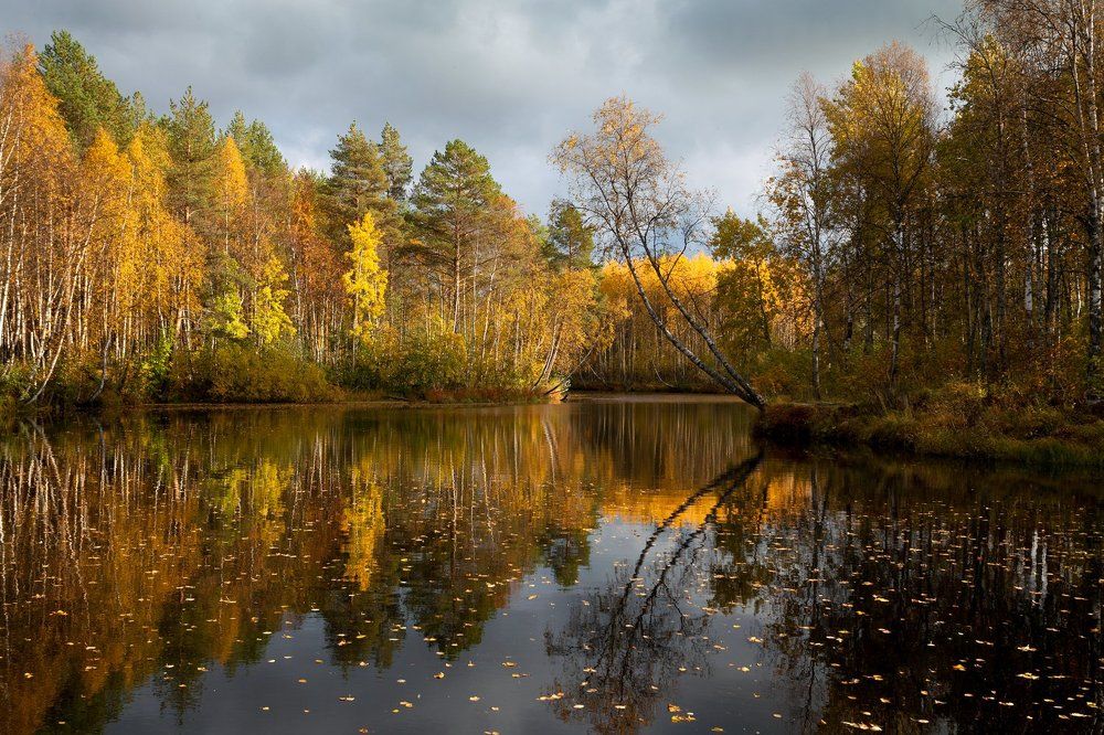 Золото осени