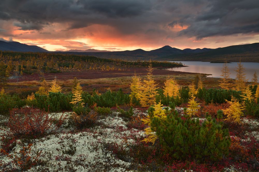 Персиковые дожди...