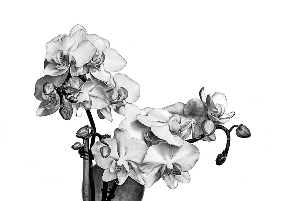 Orchid1BW