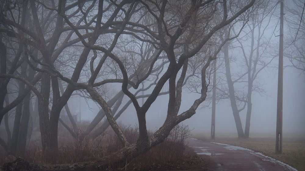 Туман в городском парке